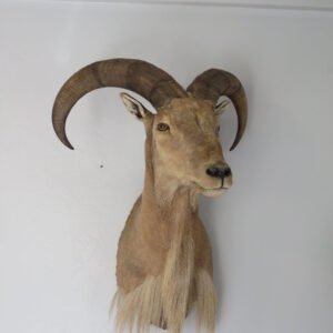 Taxidermy Mount