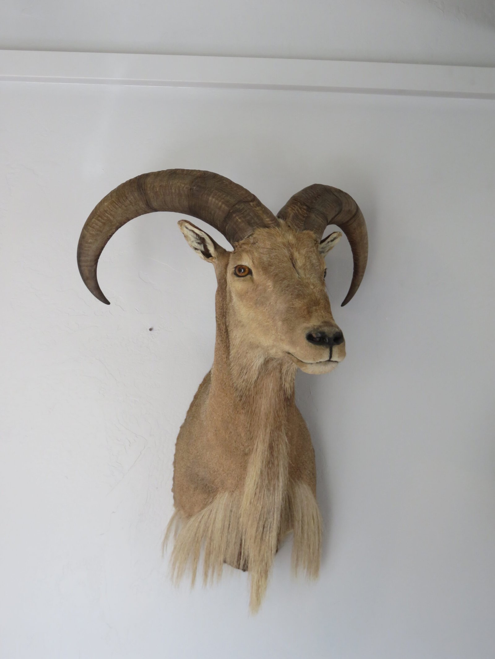 Taxidermy Mount