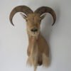 Taxidermy Mount