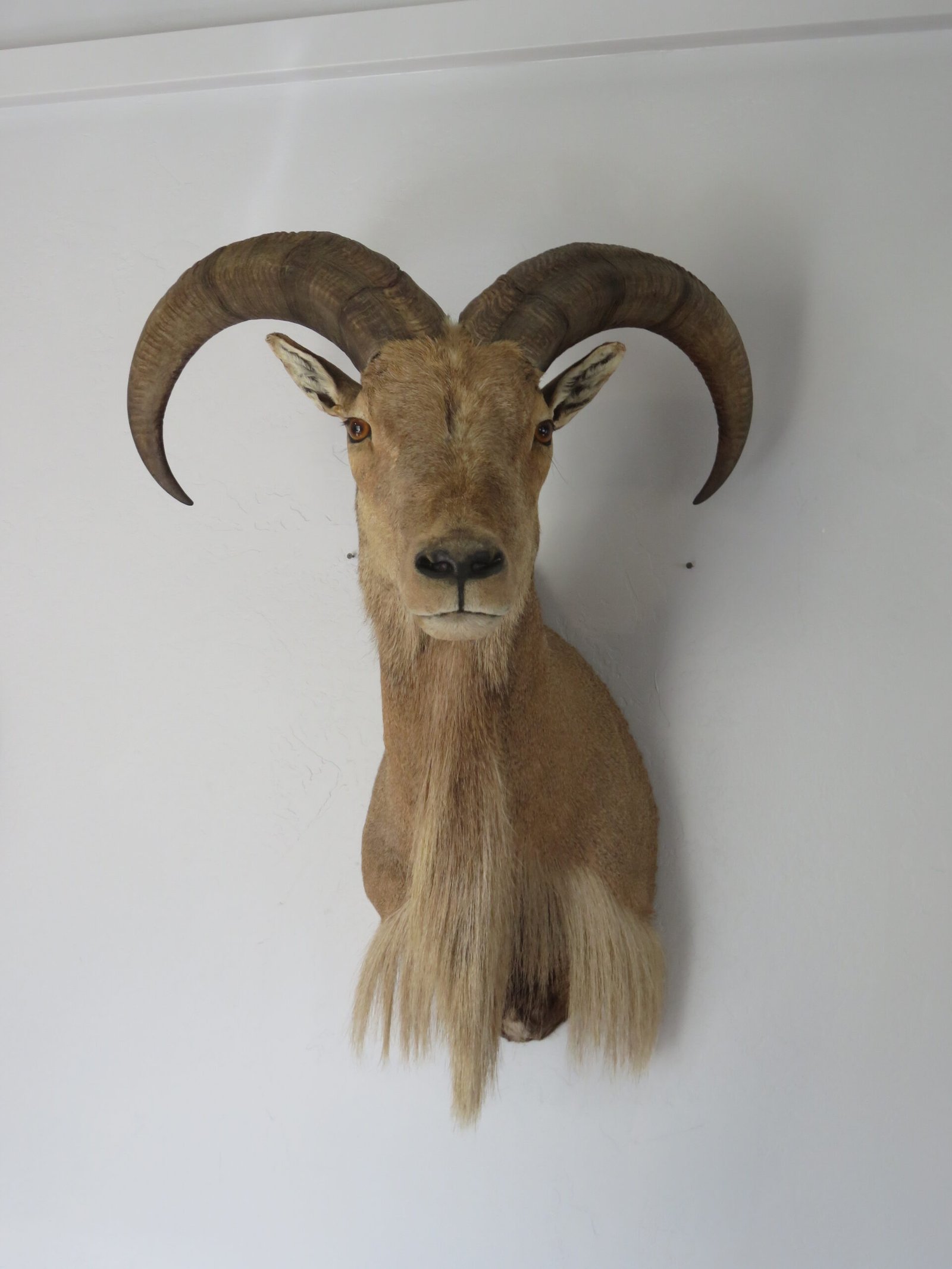 Taxidermy Mount