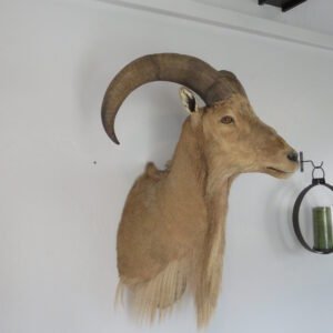 Taxidermy Mount