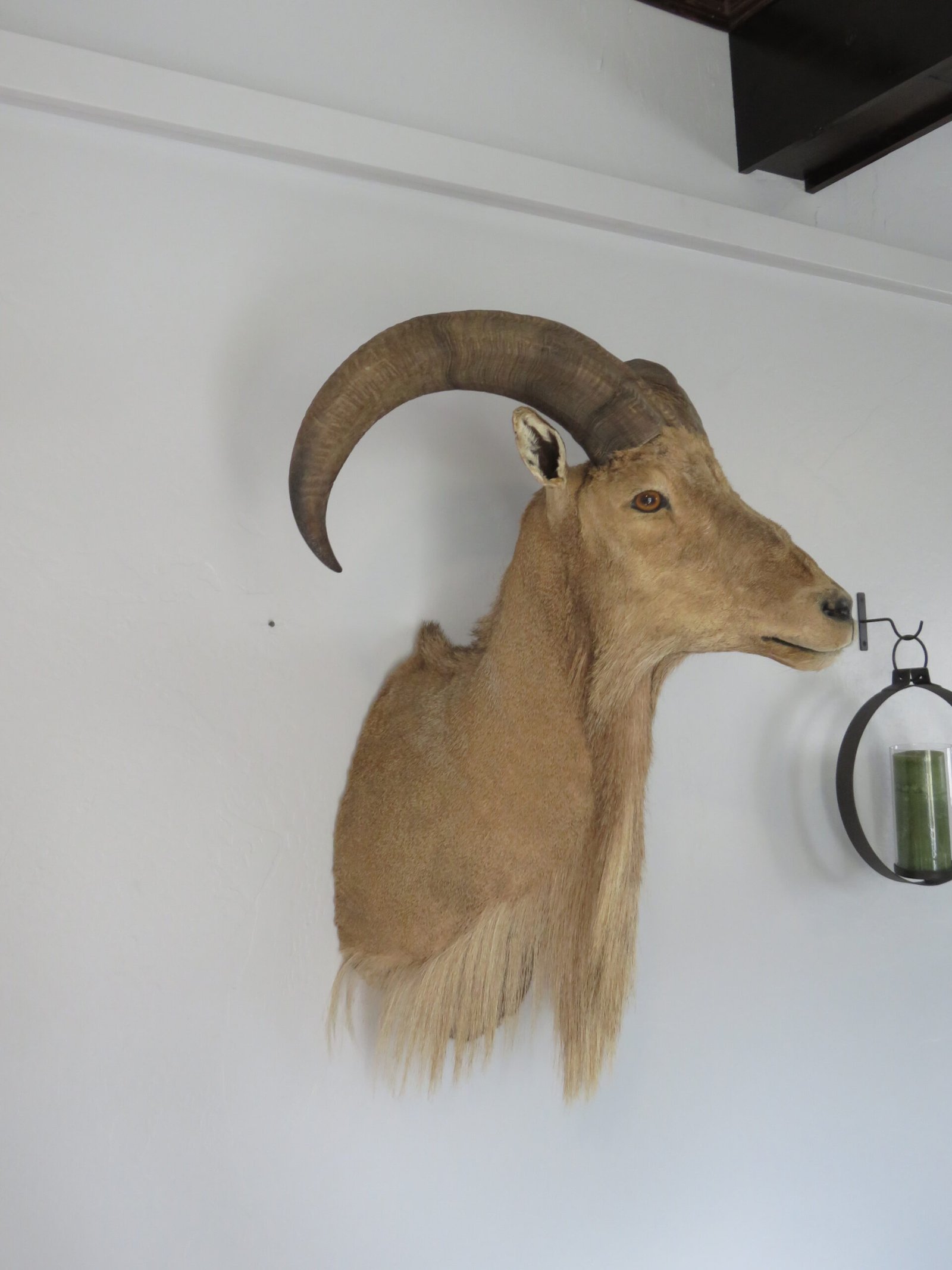 Taxidermy Mount