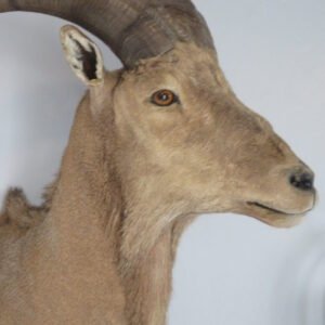 Taxidermy Mount