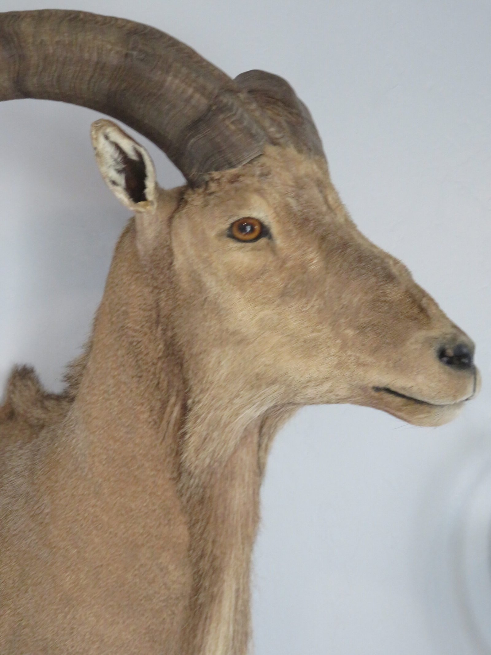 Taxidermy Mount