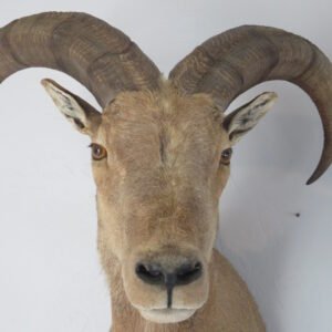 Taxidermy Mount