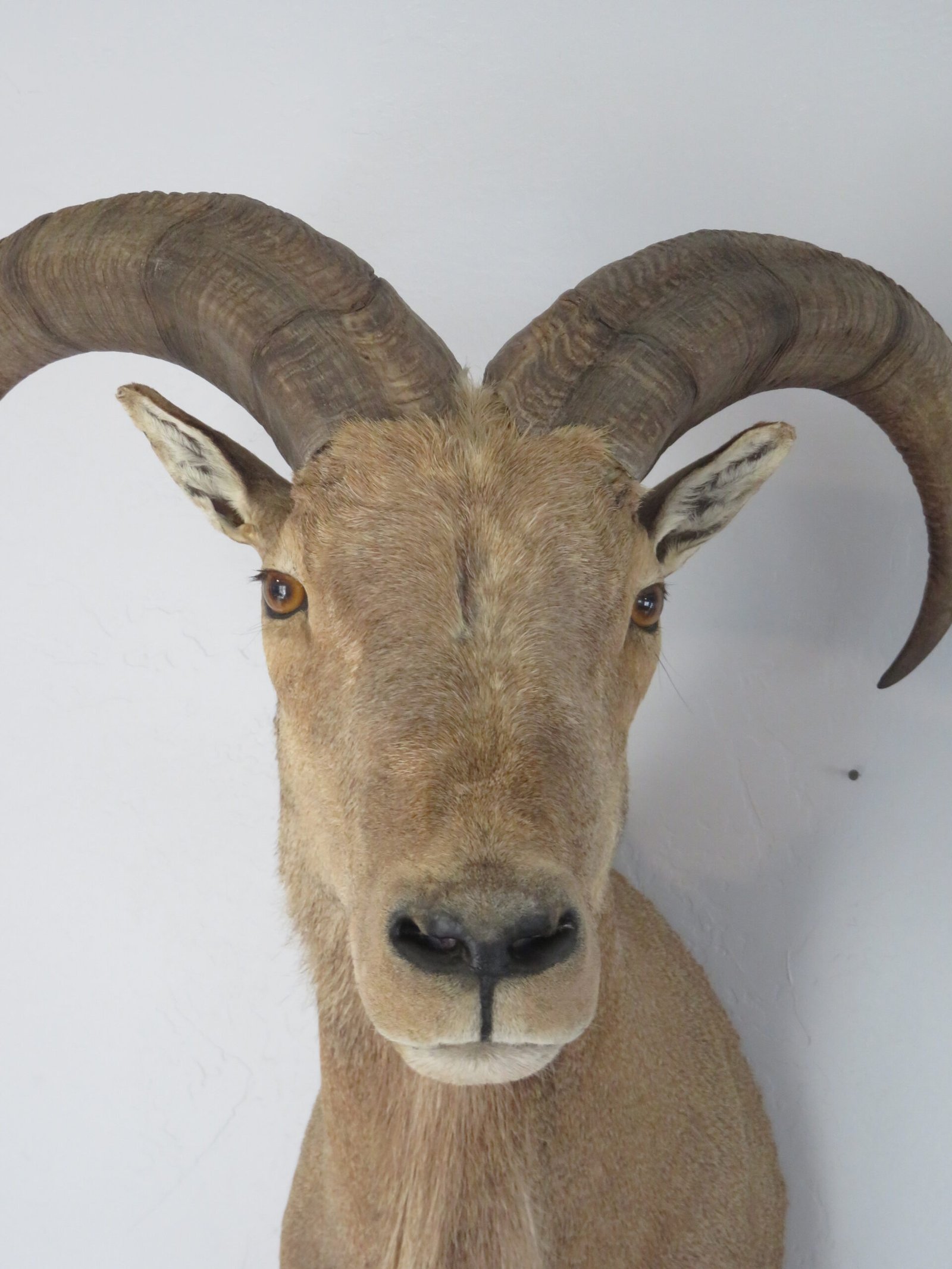 Taxidermy Mount