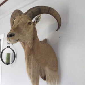 Taxidermy Mount