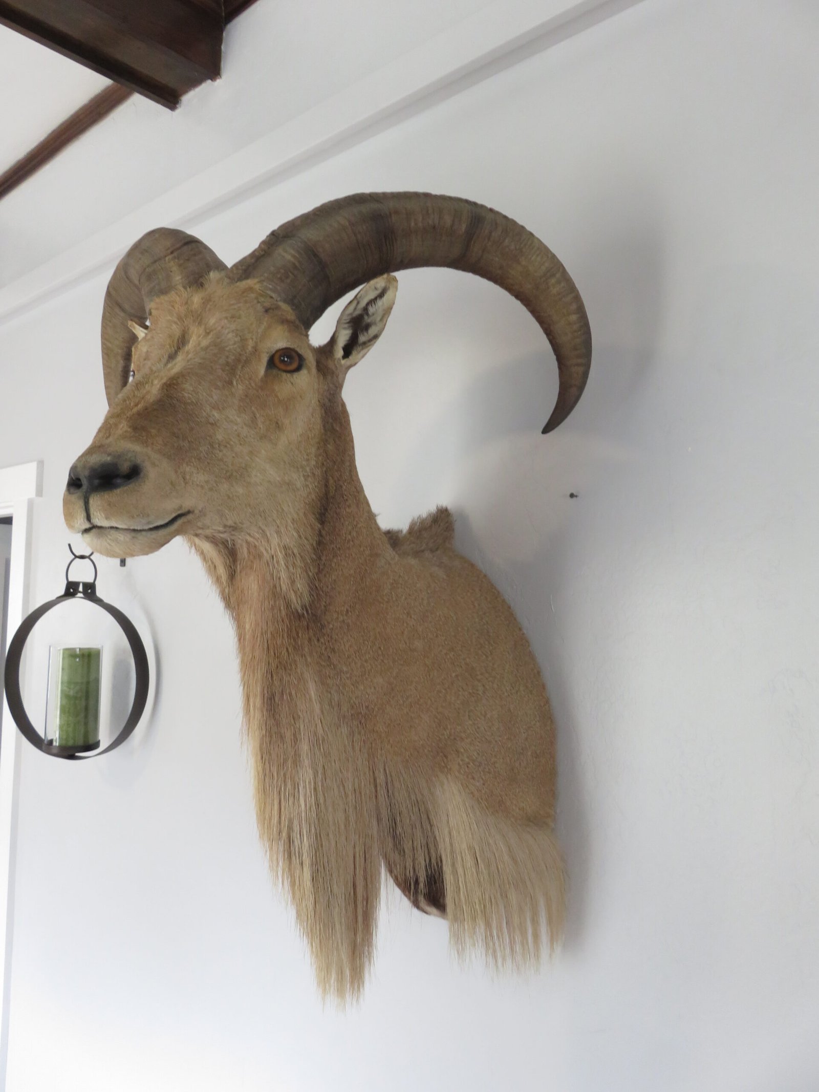 Taxidermy Mount