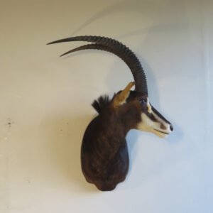 Taxidermy For Sale Near Me