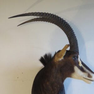 Taxidermy For Sale Near Me