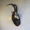 Taxidermy For Sale Near Me