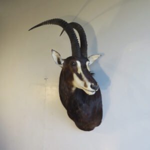 Taxidermy For Sale Near Me