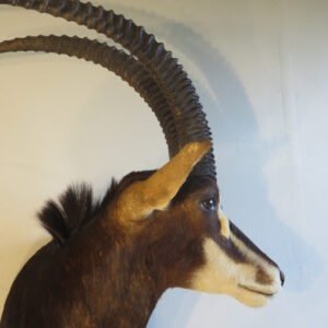 Taxidermy For Sale Near Me