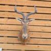 African Red Hartebeest Taxidermy