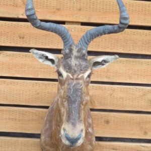 African Red Hartebeest Taxidermy