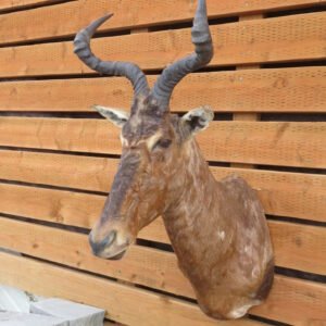 African Red Hartebeest Taxidermy