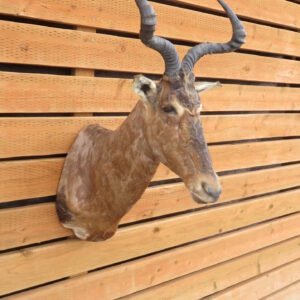African Red Hartebeest Taxidermy