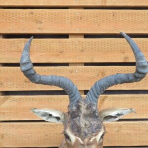 African Red Hartebeest Taxidermy