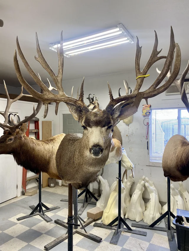 Horns & Antlers Taxidermy