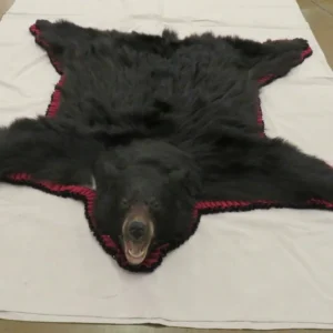 Black Bear Taxidermy