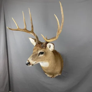 Whitetail Deer Taxidermy