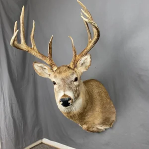 Taxidermy Squirrel Cost