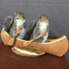 Squirrel Taxidermy