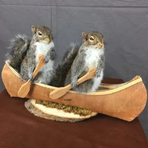 Squirrel Taxidermy