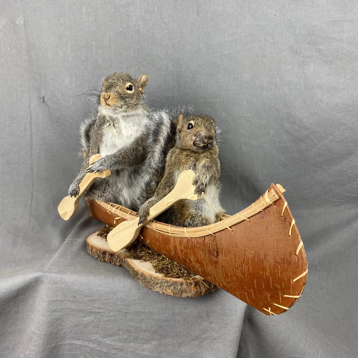 Squirrel Taxidermy