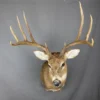 Whitetail Deer Taxidermy