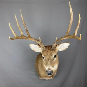 Whitetail Deer Taxidermy