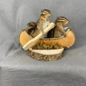 Buy Chipmunk Taxidermy Mount