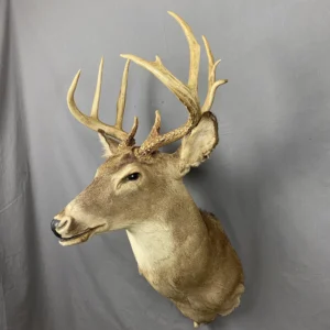 Buy Whitetail Deer Taxidermy