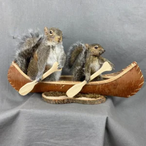 Squirrel Taxidermy