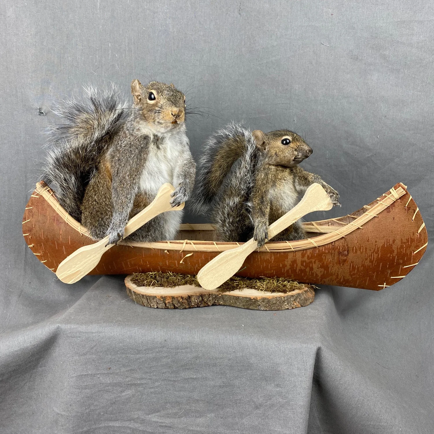 Squirrel Taxidermy