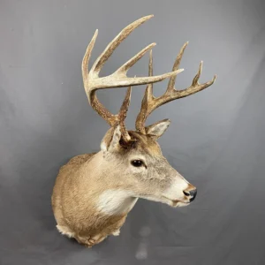 Alternative view of Whitetail deer 5x5 (SQ8680)