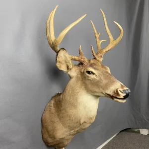 Buy Whitetail Deer Taxidermy