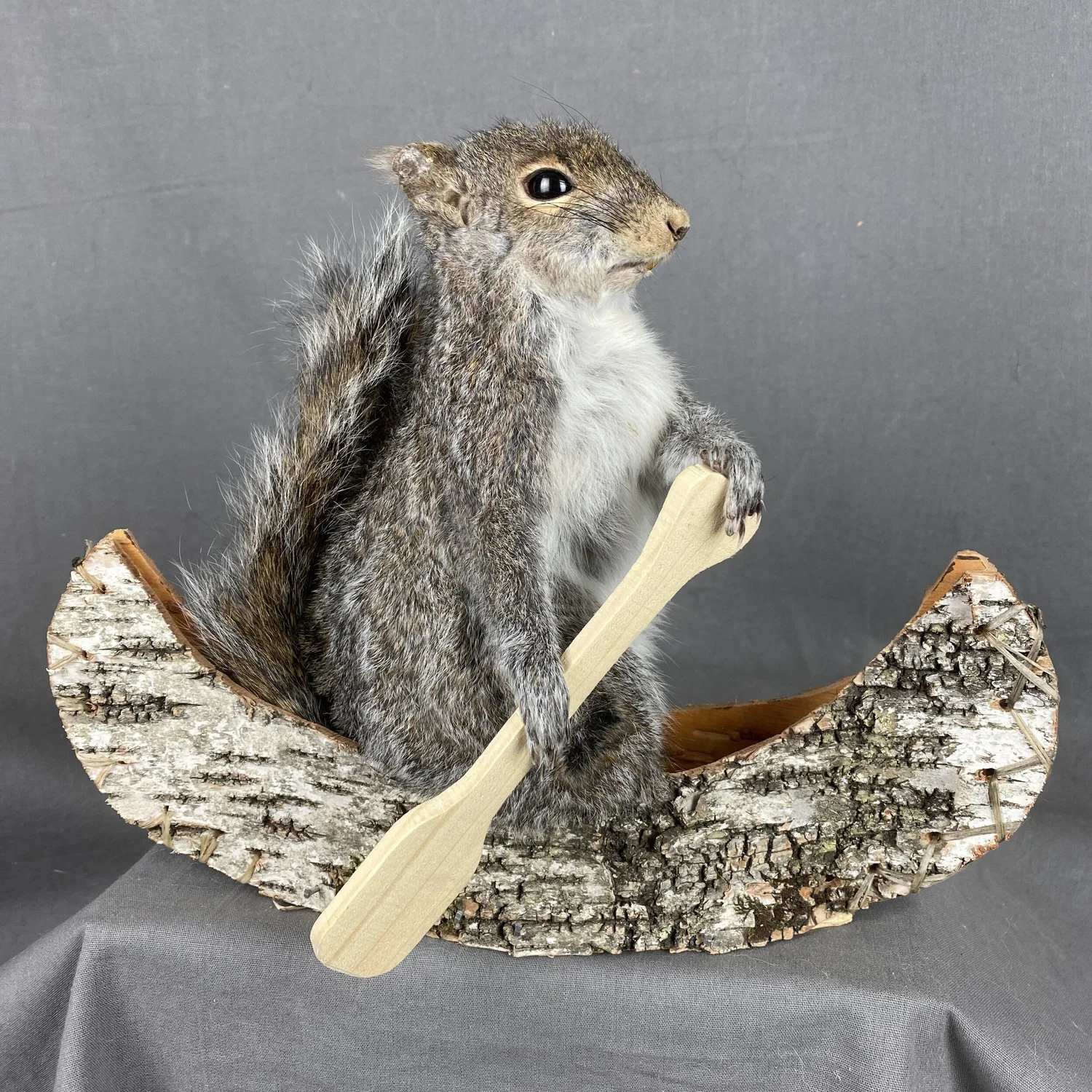 Taxidermy Squirrel