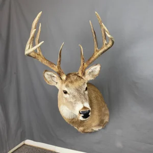 Taxidermy Squirrel Cost