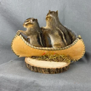 Buy Chipmunk Taxidermy Mount