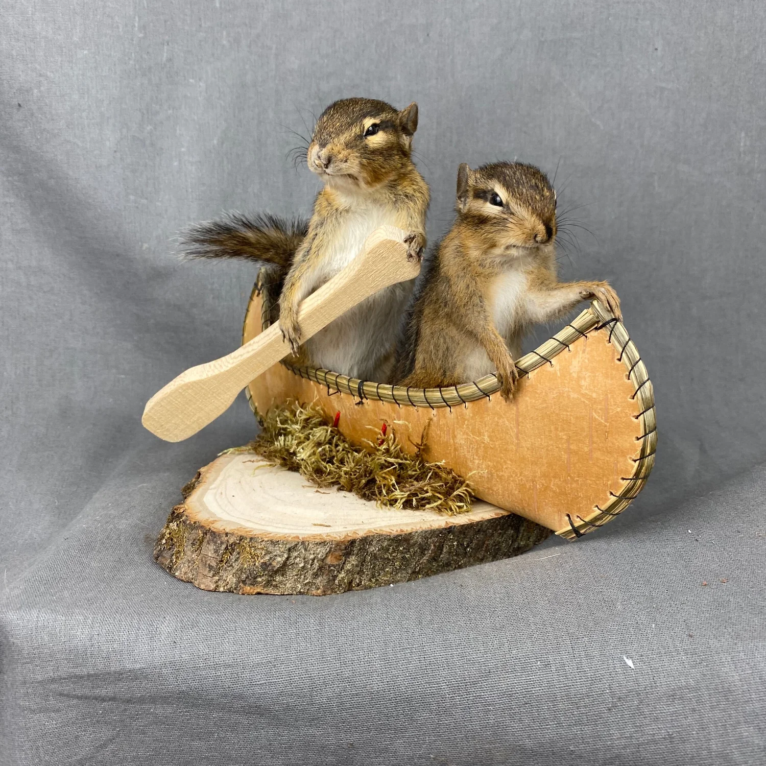 Buy Chipmunk Taxidermy Mount
