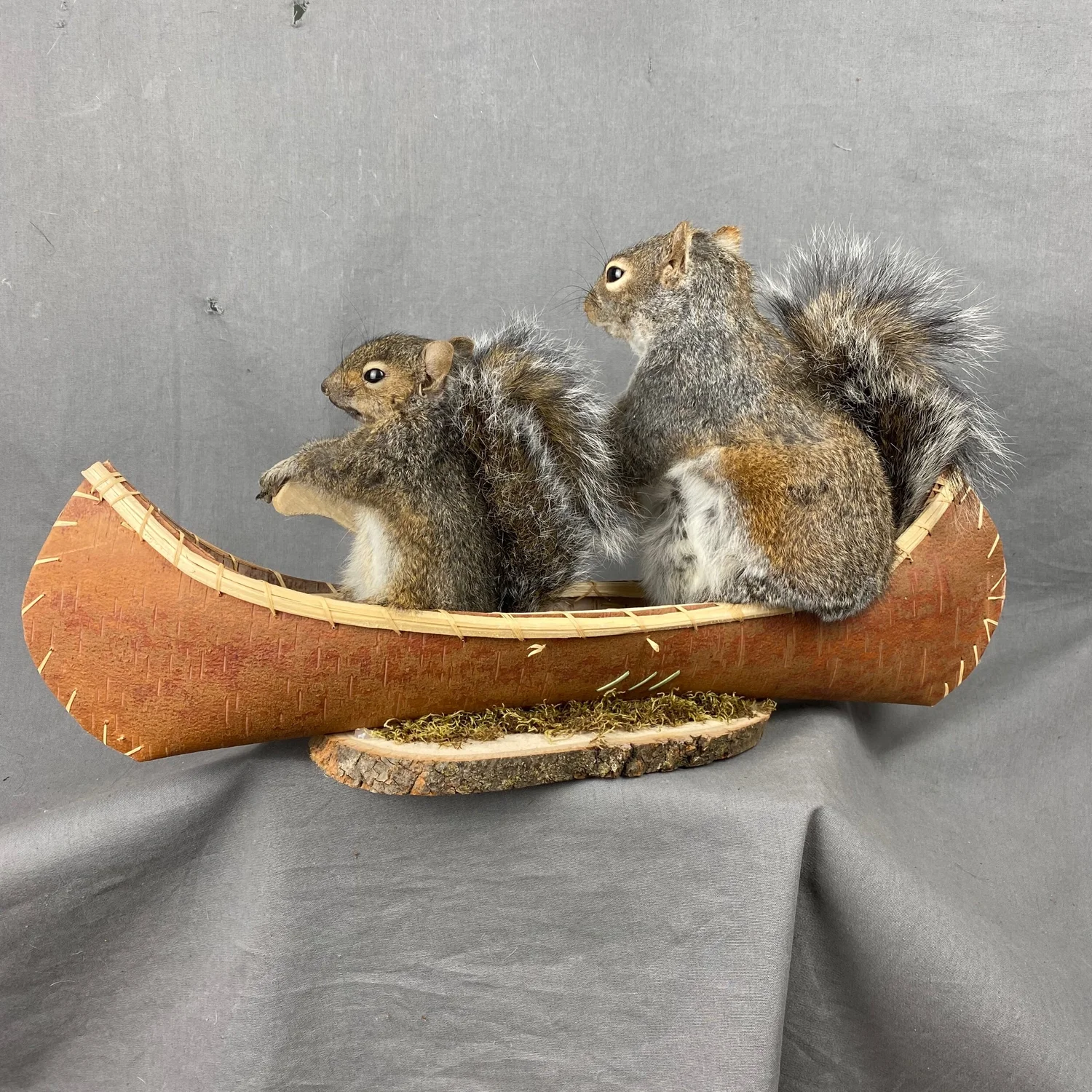 Squirrel Taxidermy