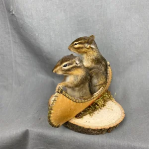 Buy Chipmunk Taxidermy Mount