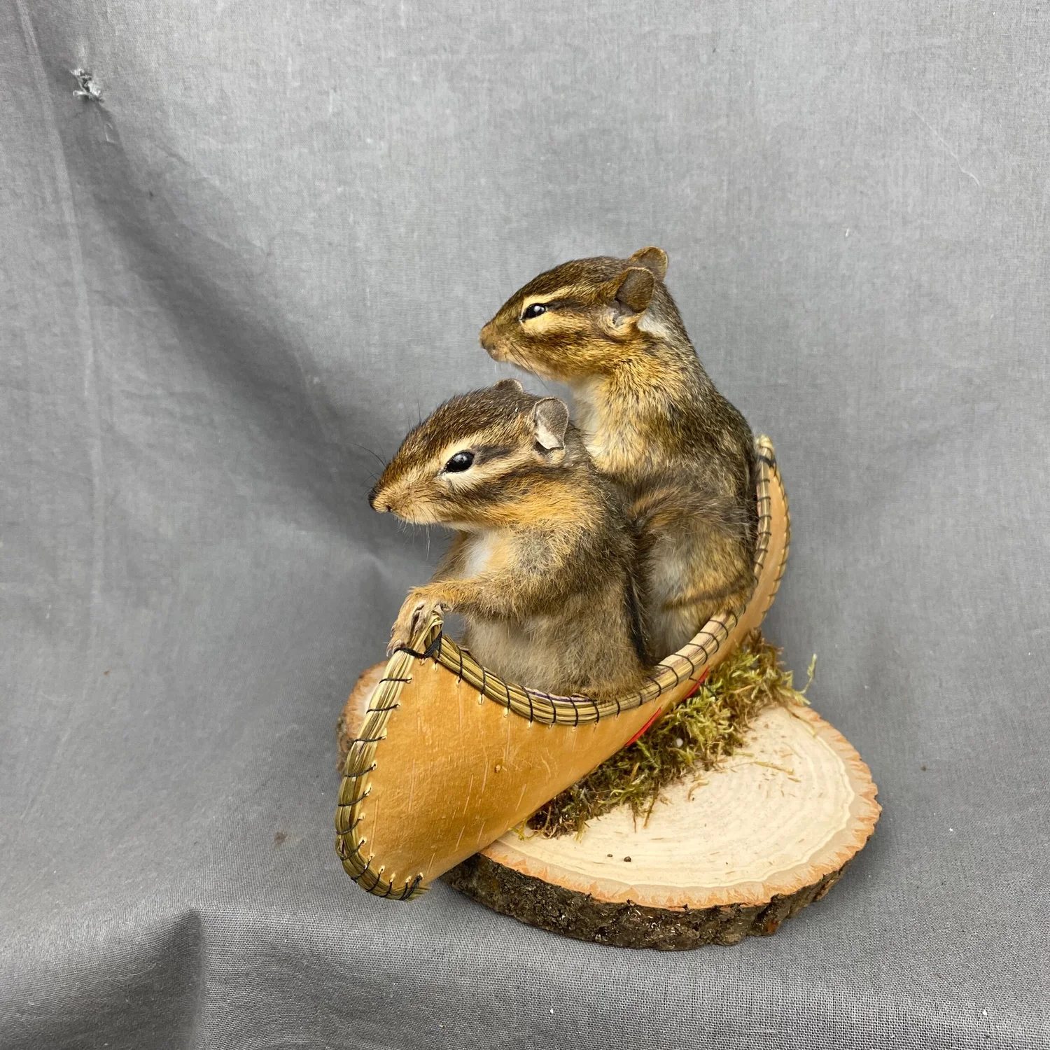 Buy Chipmunk Taxidermy Mount