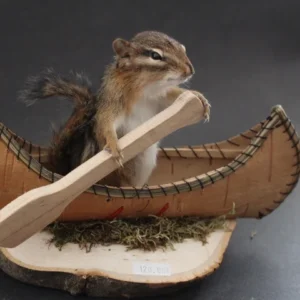 Chipmunk Canoe Taxidermy