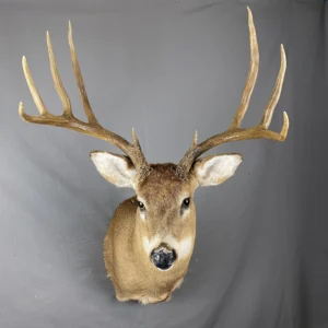 Whitetail Deer Taxidermy