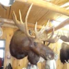 Moose Mount For Taxidermy Sale 