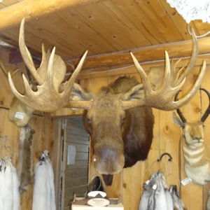 Moose Mount For Taxidermy Sale 