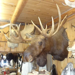 Moose Mount For Taxidermy Sale 