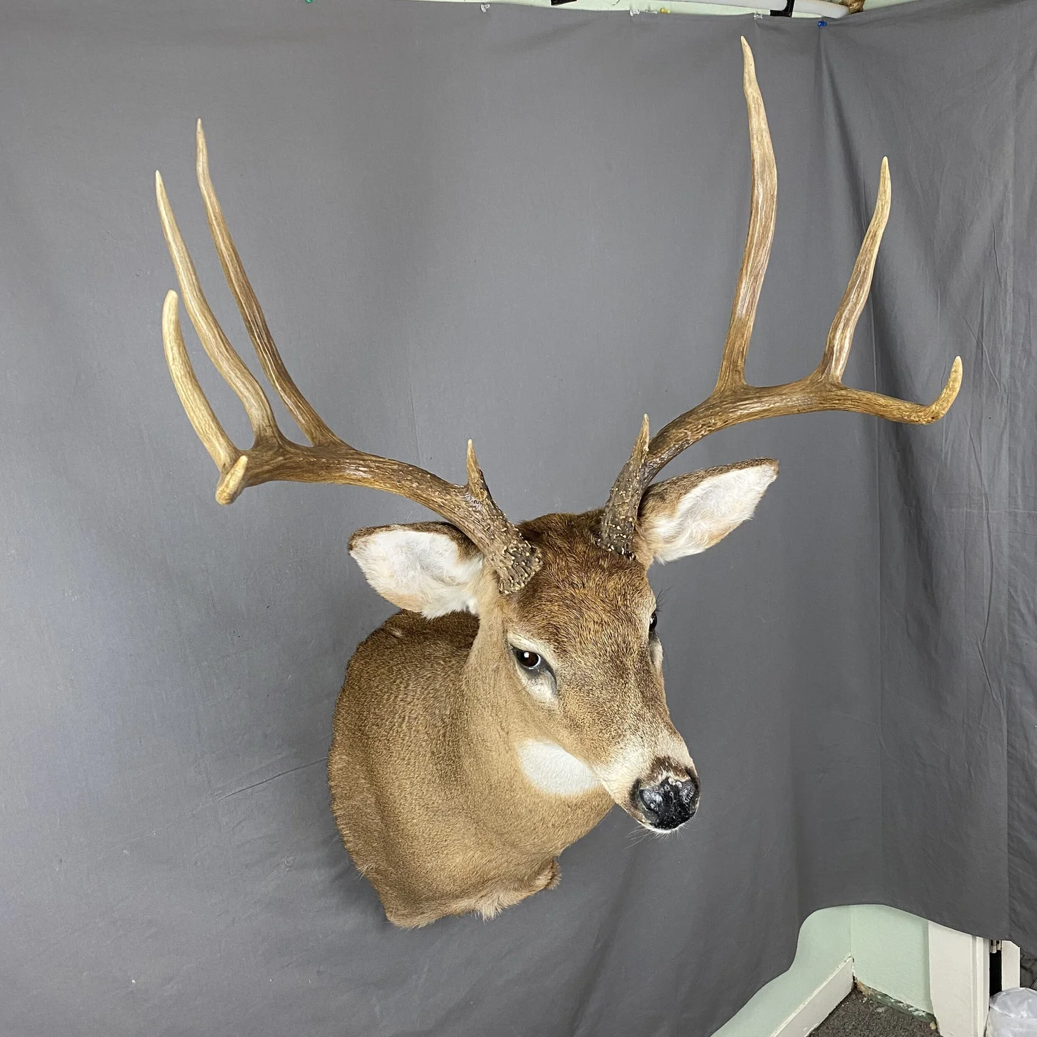 Whitetail Deer Taxidermy